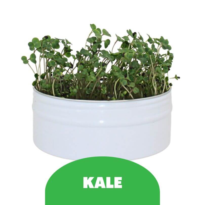 Bird Microgreens Grow Kit