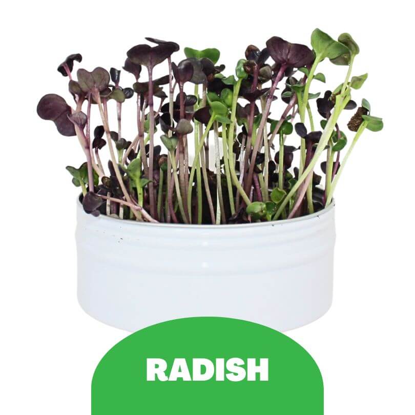 Bird Microgreens Grow Kit