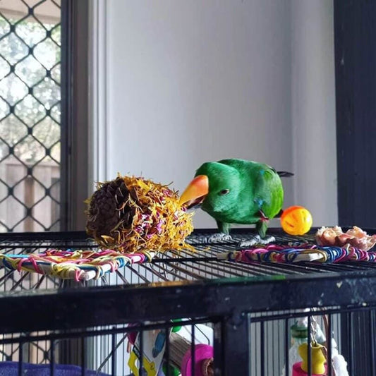 Floral Pinecone Chews 2pk - Raw for Birds