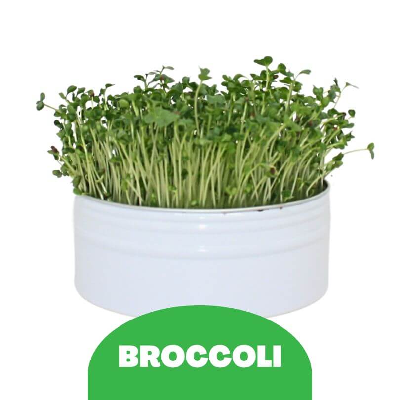 Bird Microgreens Grow Kit
