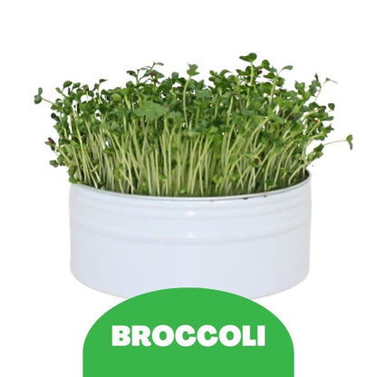 Bird Microgreens Grow Kit