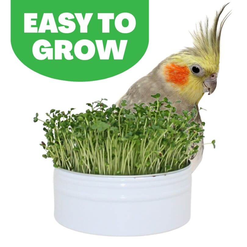 Bird Microgreens Grow Kit