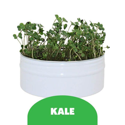 Bird Microgreens Grow Kit