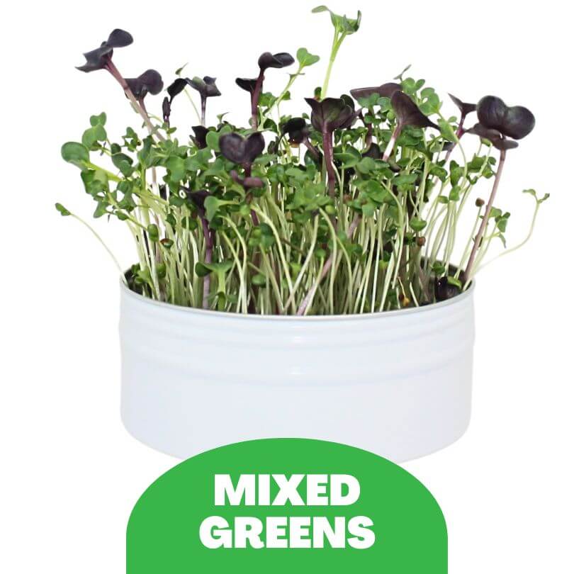 Bird Microgreens Grow Kit