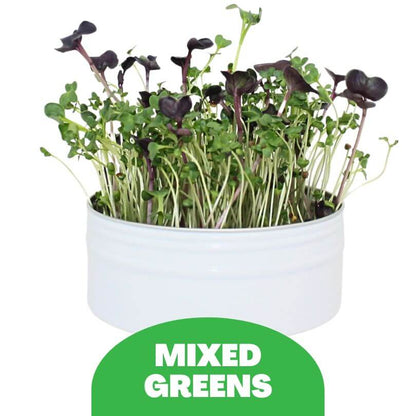 Bird Microgreens Grow Kit