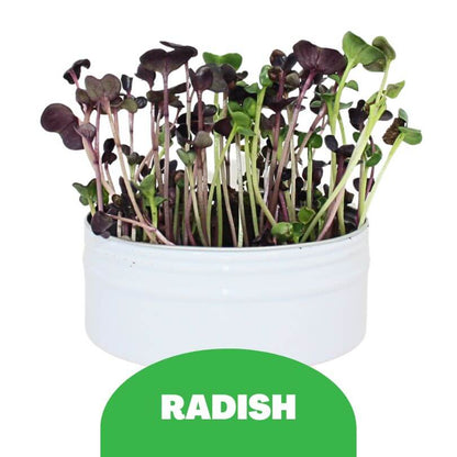 Bird Microgreens Grow Kit