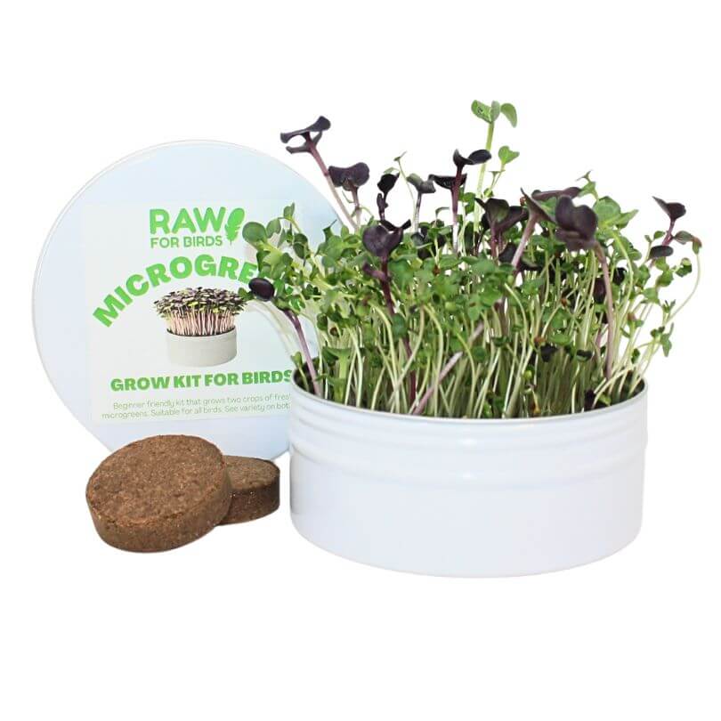 Bird Microgreens Grow Kit